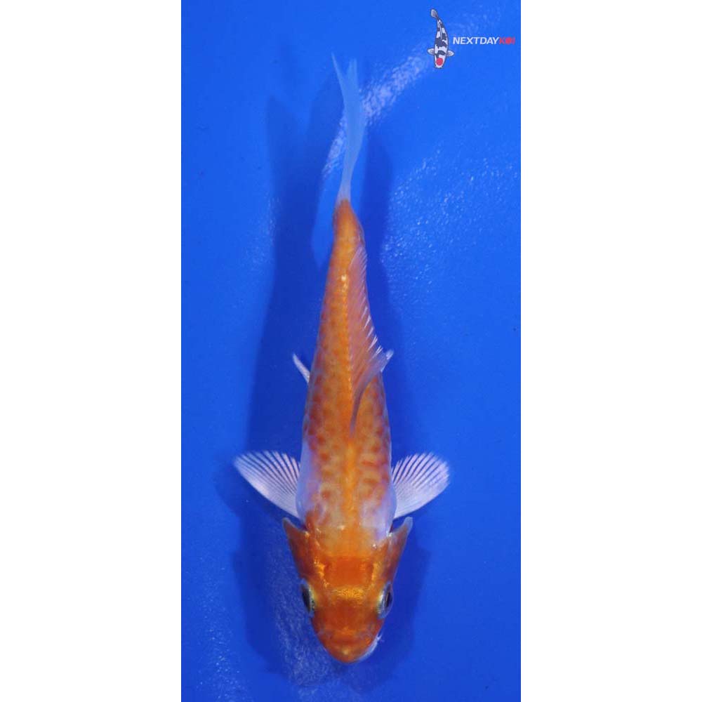 3” Imported Armor Scaled Hariwake