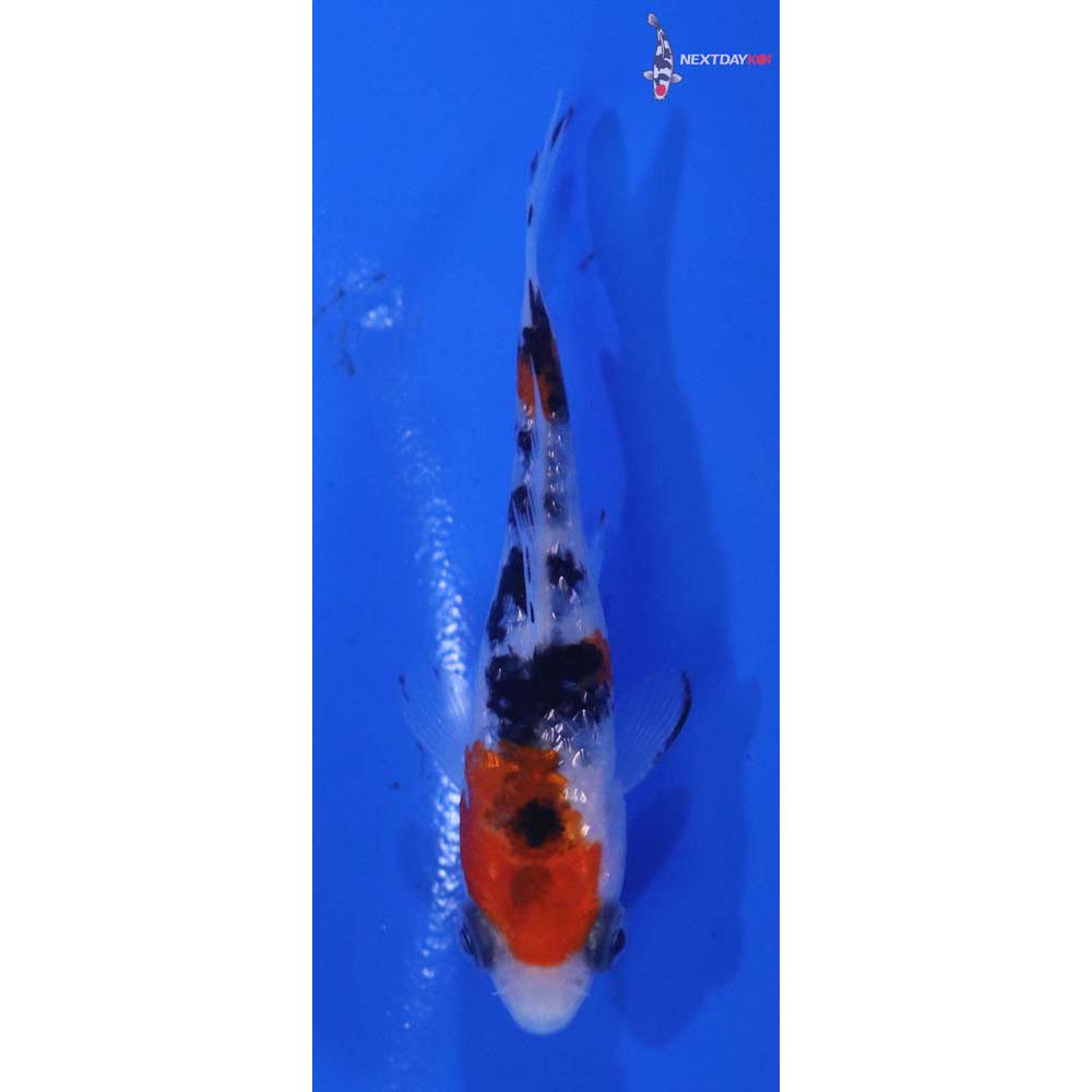 3” Imported Gin Rin Sanke