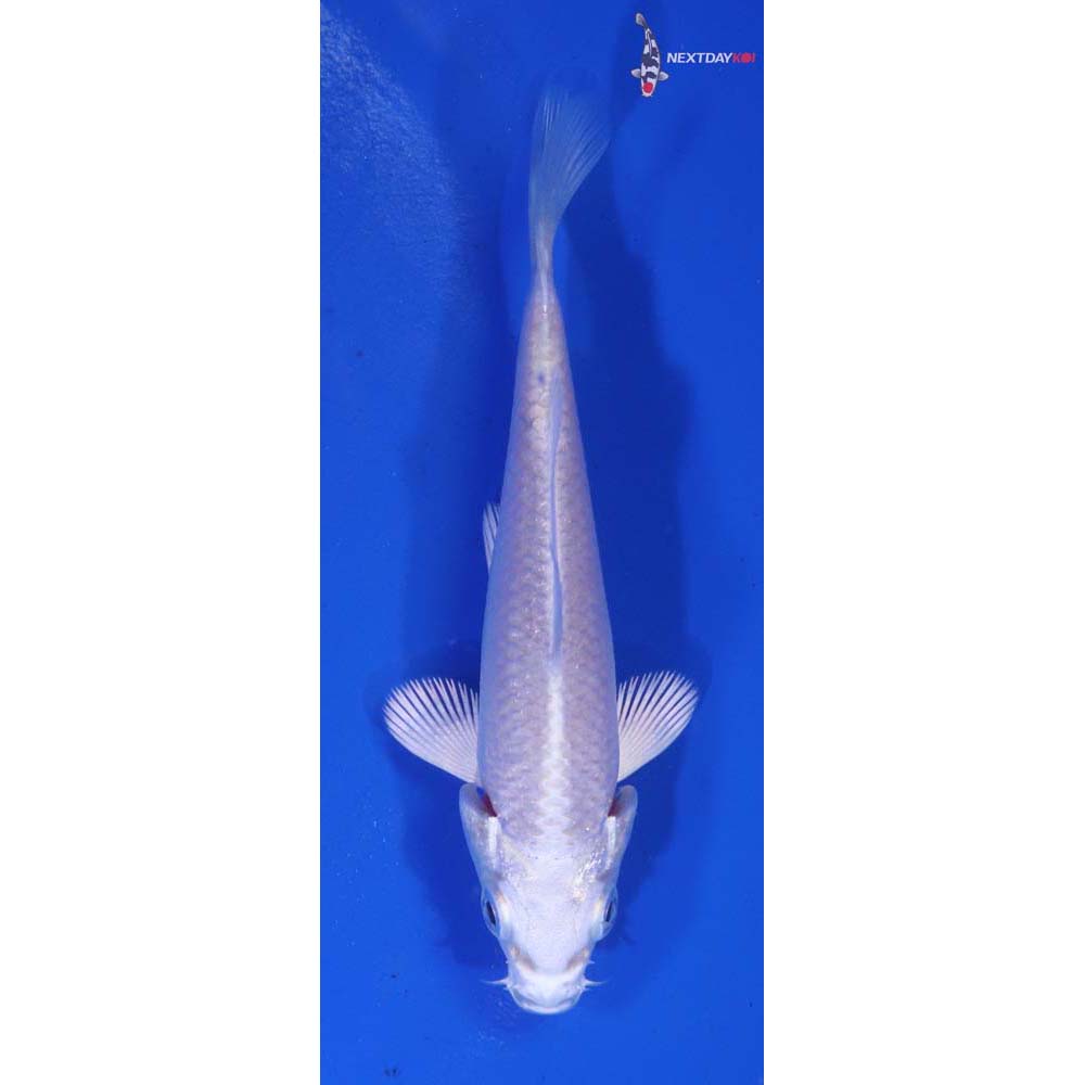 3” Imported Platinum Ogon