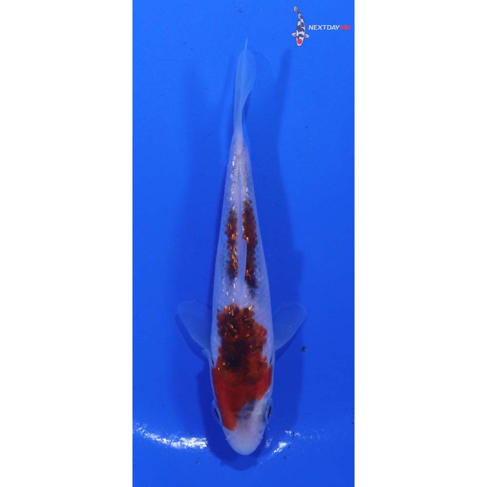 3.5” Imported Gin Rin Goromo