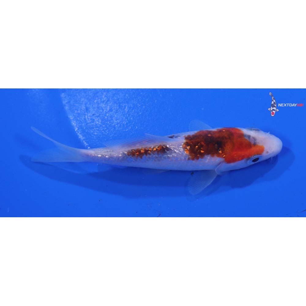 3.5” Imported Gin Rin Goromo