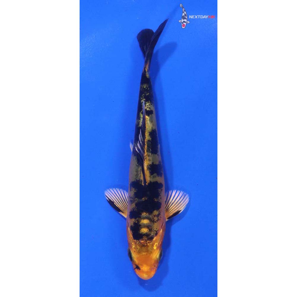 4” Imported Doitsu Kin Aka Bekko