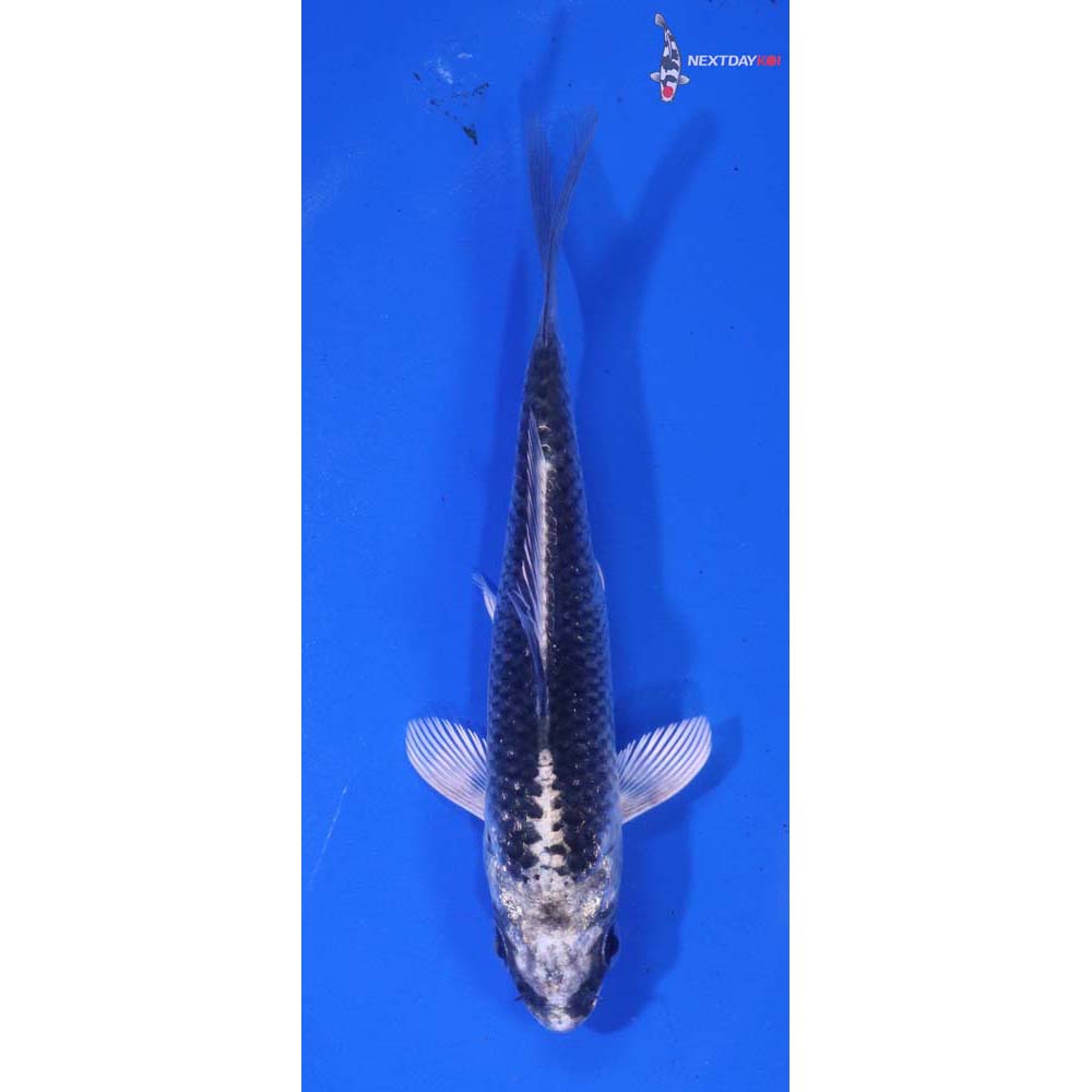 4” Imported Gin Matsuba