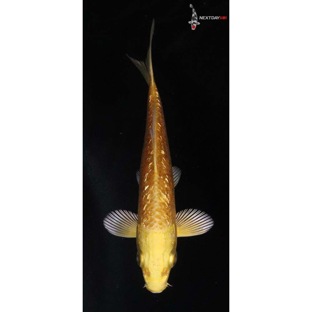 4” Imported Gin Rin Yamabuki Ogon