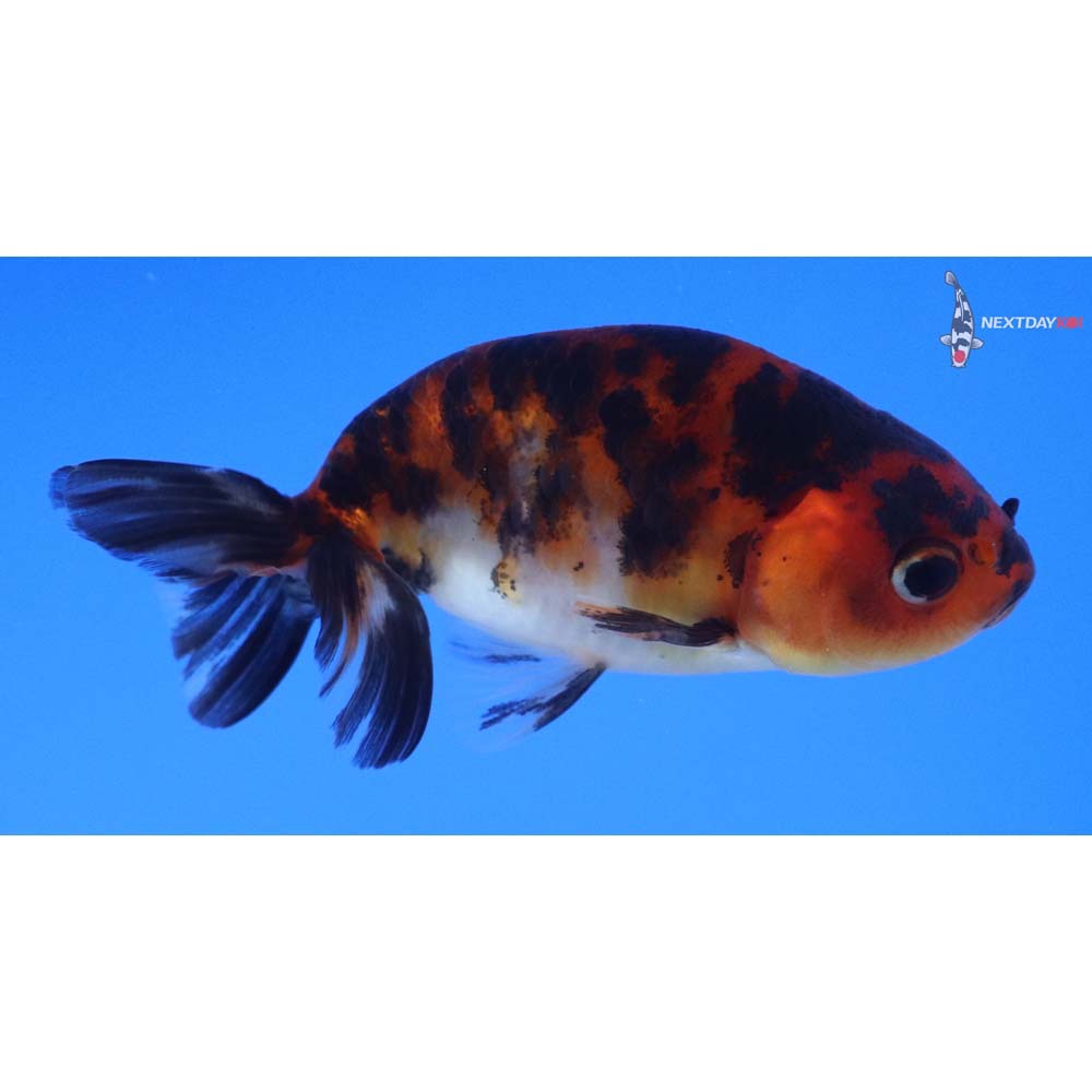 3” Imported Calico Ranchu