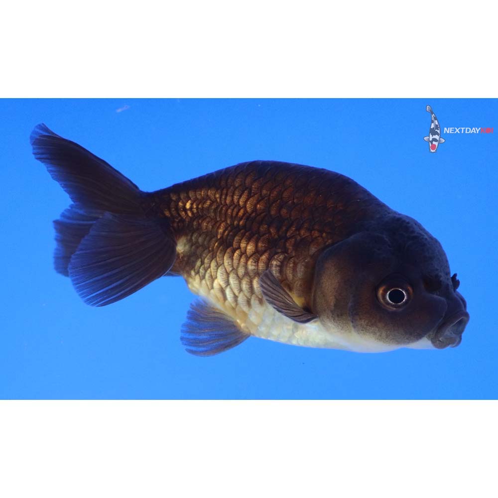 3” Imported Chocolate Ranchu