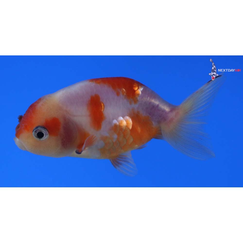 3” Imported Male Red and White Ranchu 