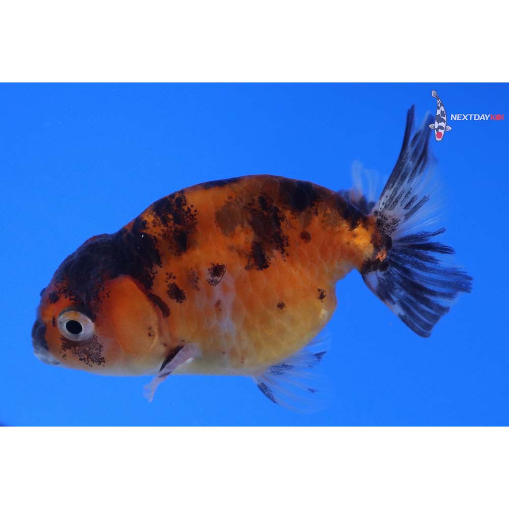 3” Imported Calico Ranchu