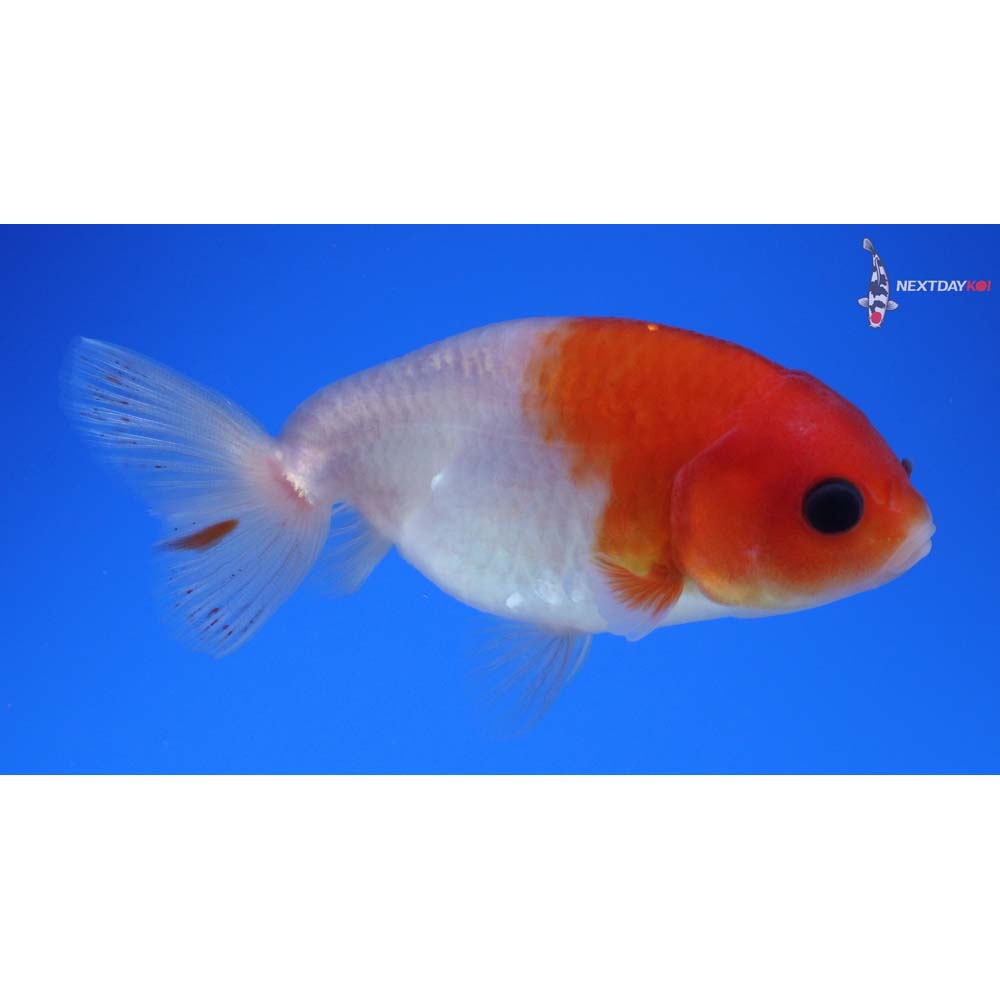 3.5” Imported Red and White Ranchu 