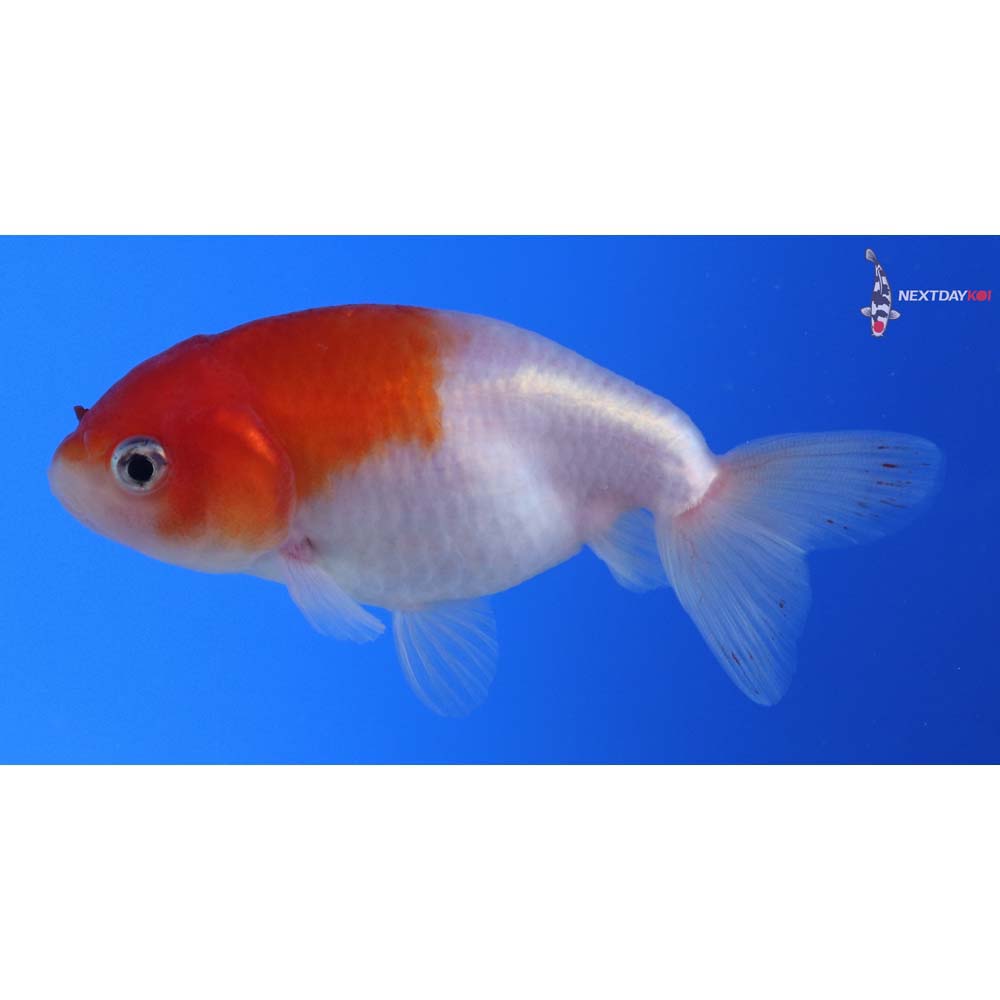 3.5” Imported Red and White Ranchu 