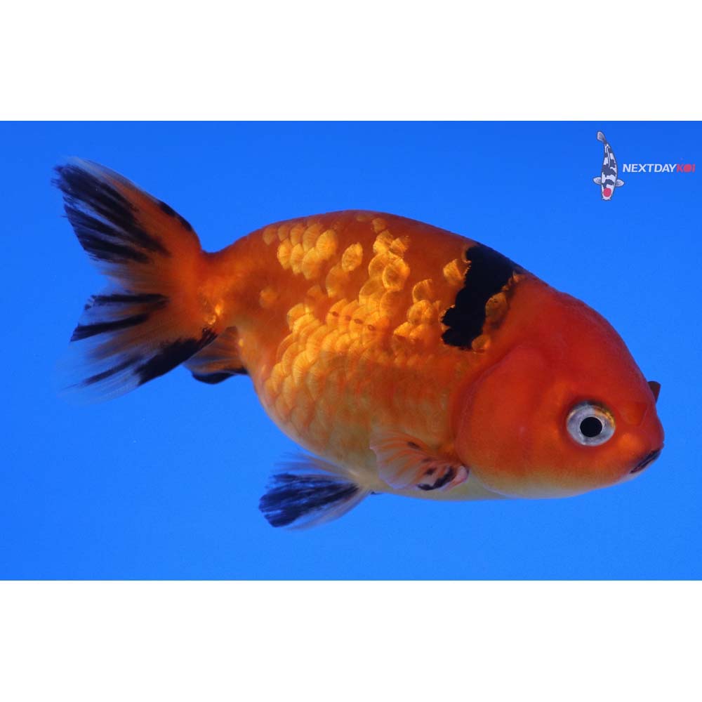 3” Imported Red and Black Ranchu