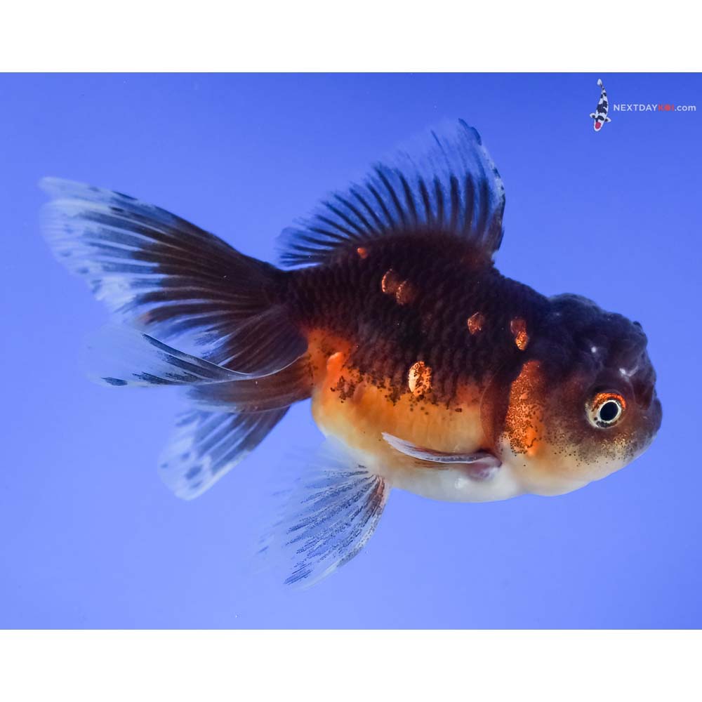 4” Imported Red and Black Oranda