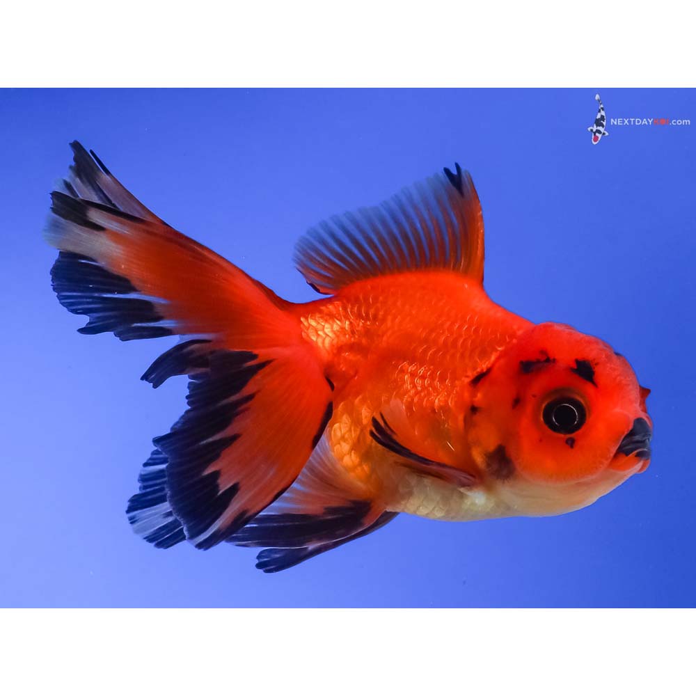3.5” Imported Red and Black Oranda
