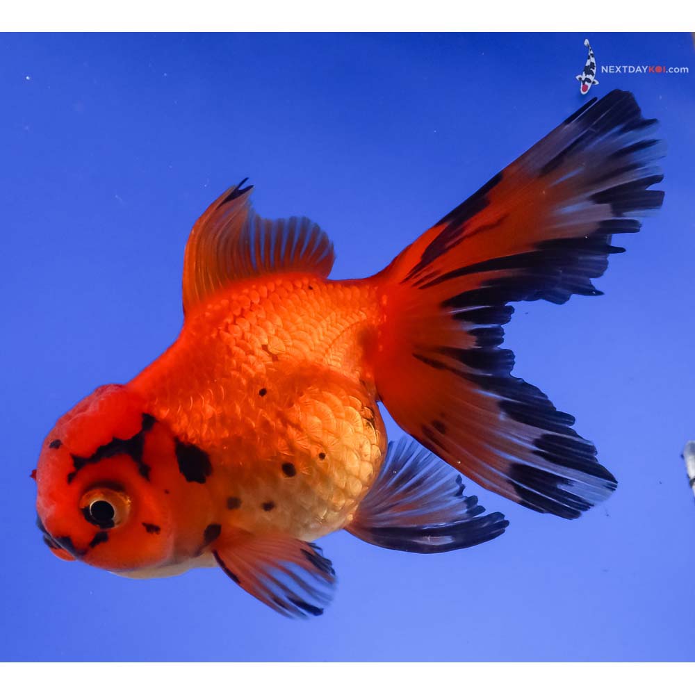 3.5” Imported Red and Black Oranda
