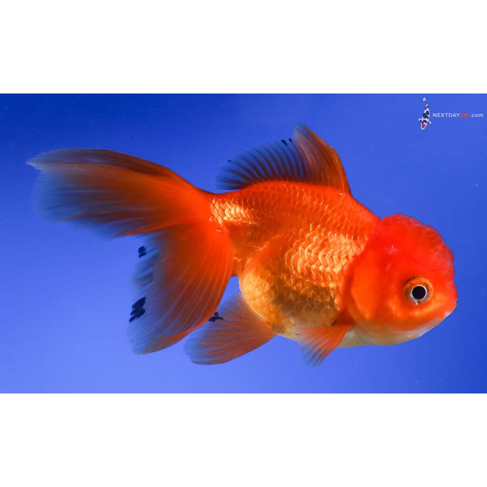 4” Imported Red Oranda