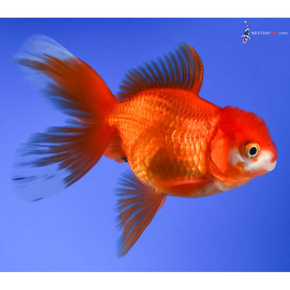 4.5” Imported Male Red and White Oranda