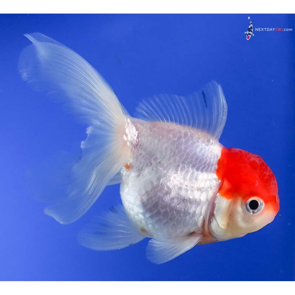 3.5” Imported Redcap Oranda