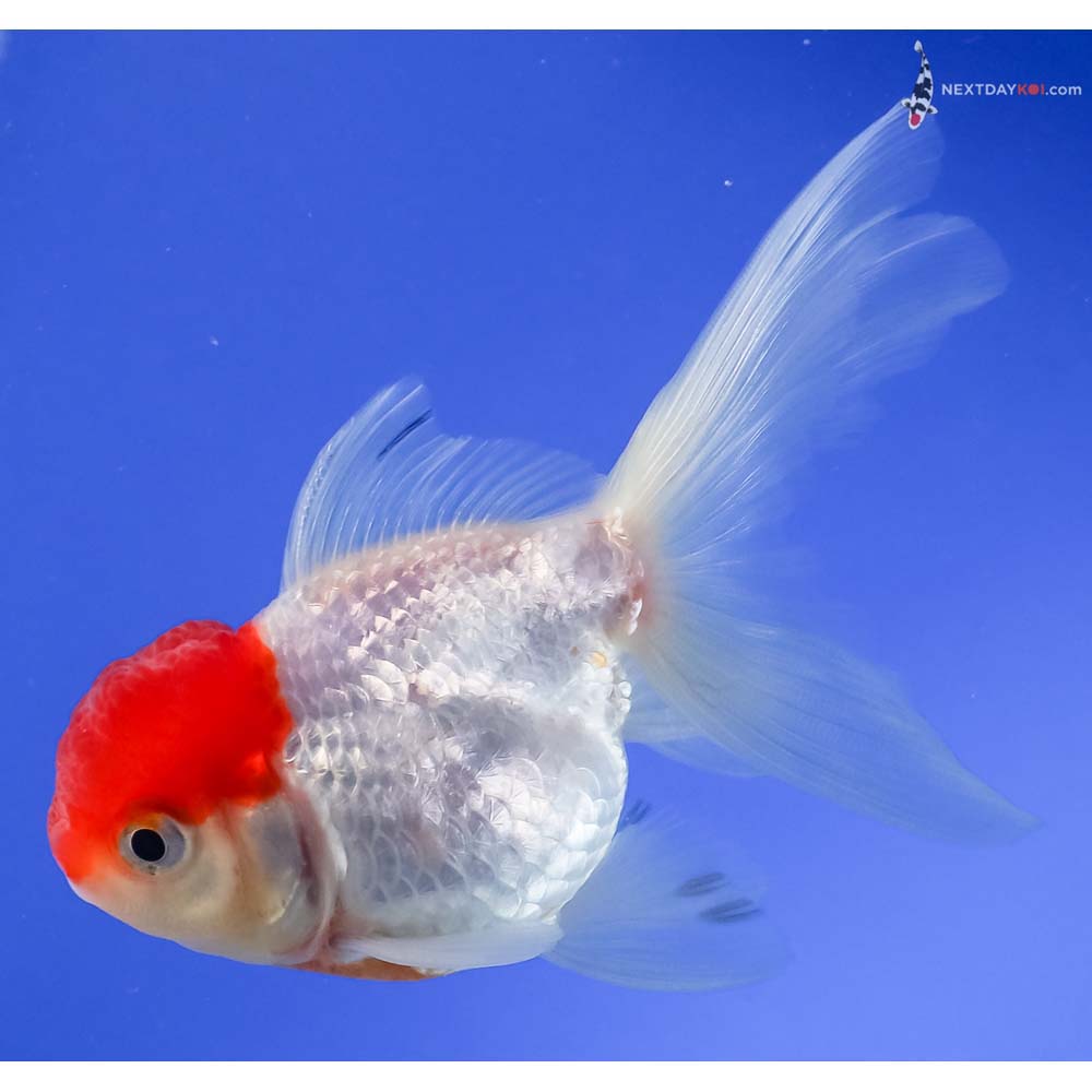 3.5” Imported Redcap Oranda