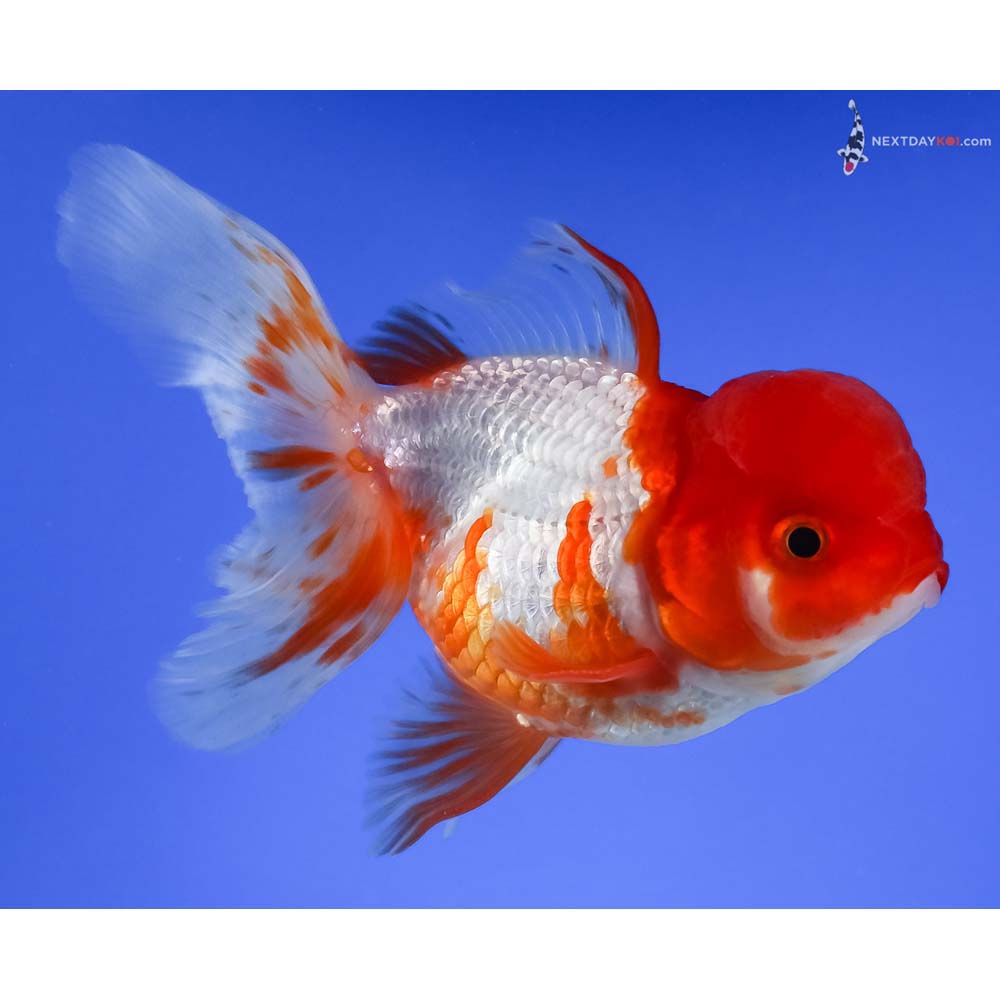 4.5” Imported Red and White Oranda