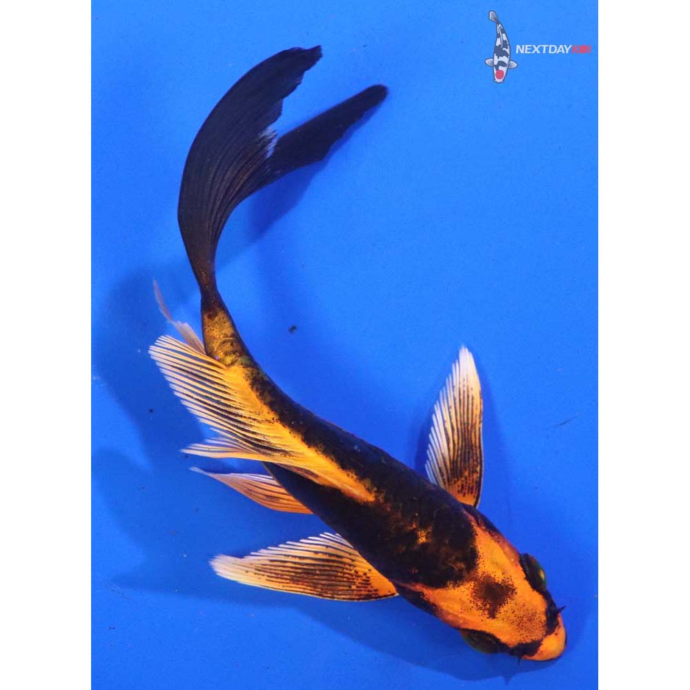 4.5” Imported Doitsu Orenji Matsuba Butterfly Koi
