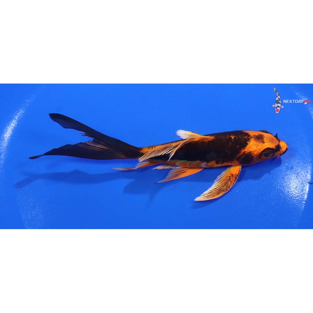 4.5” Imported Doitsu Orenji Matsuba Butterfly Koi