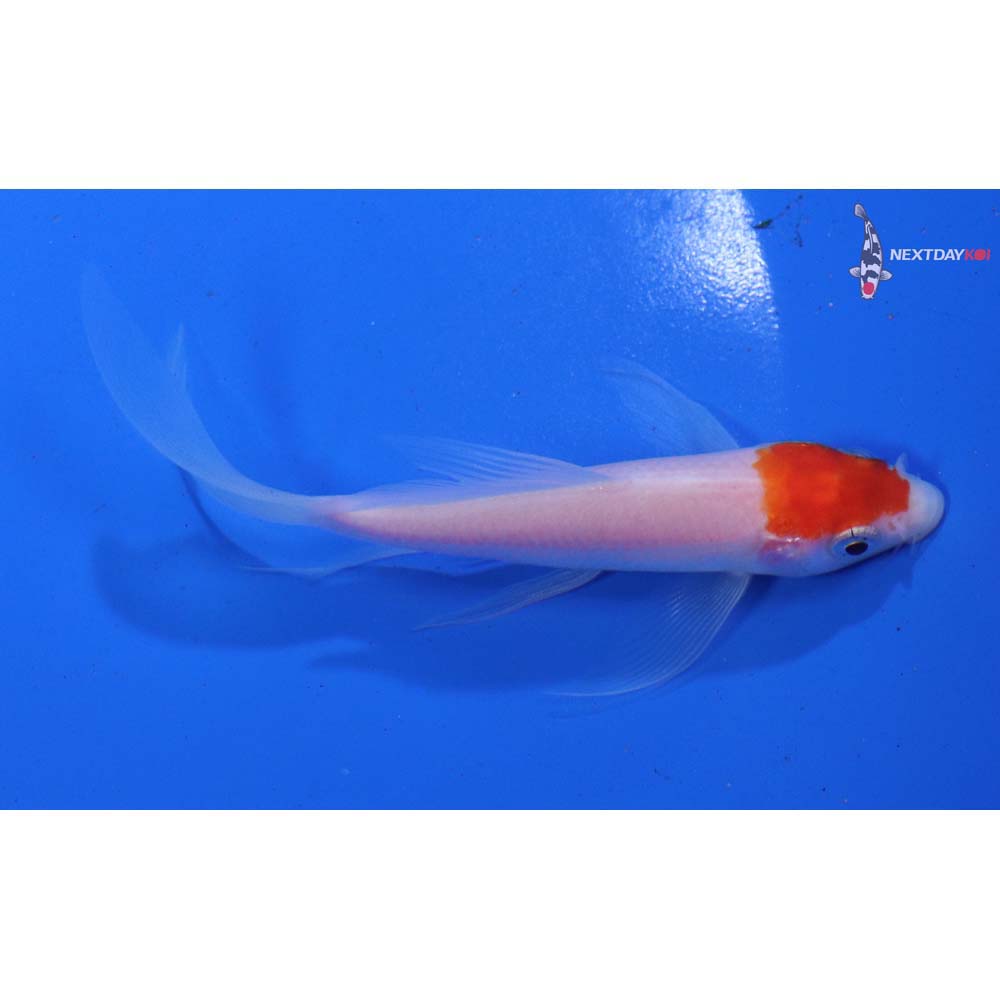 4.5” Imported Kohaku Butterfly Koi