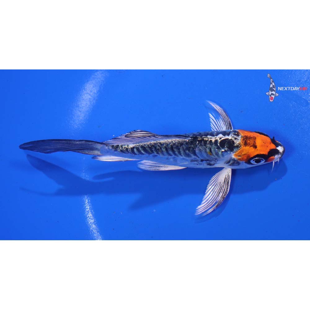 4.5” Imported Armor Scaled Kujaku Butterfly Koi
