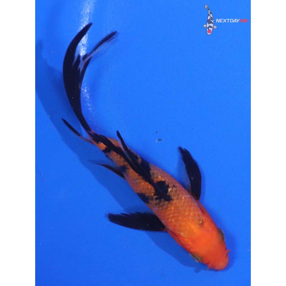4.5” Imported Aka Bekko Butterfly Koi