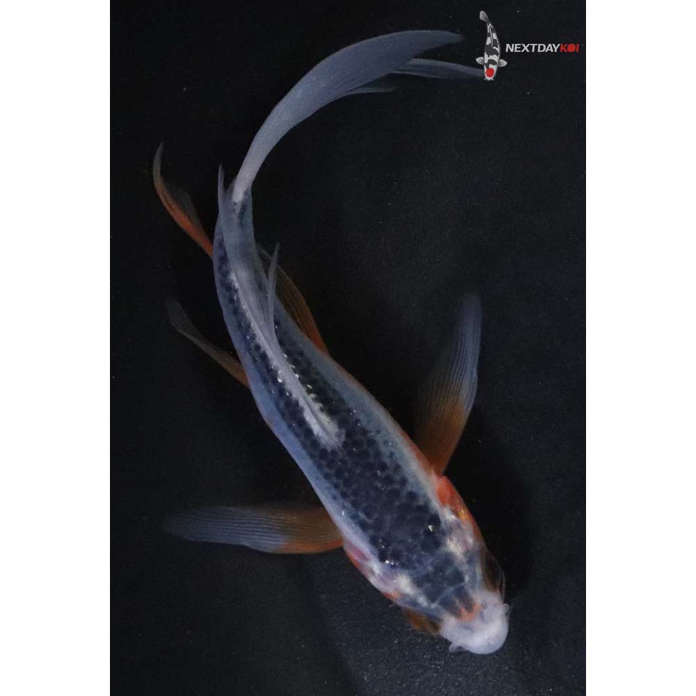 4.5” Imported Asagi Butterfly Koi