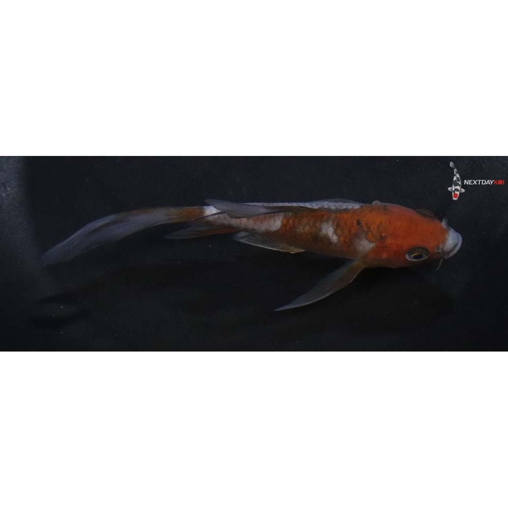 4.5” Imported Ochiba Shigure Butterfly Koi