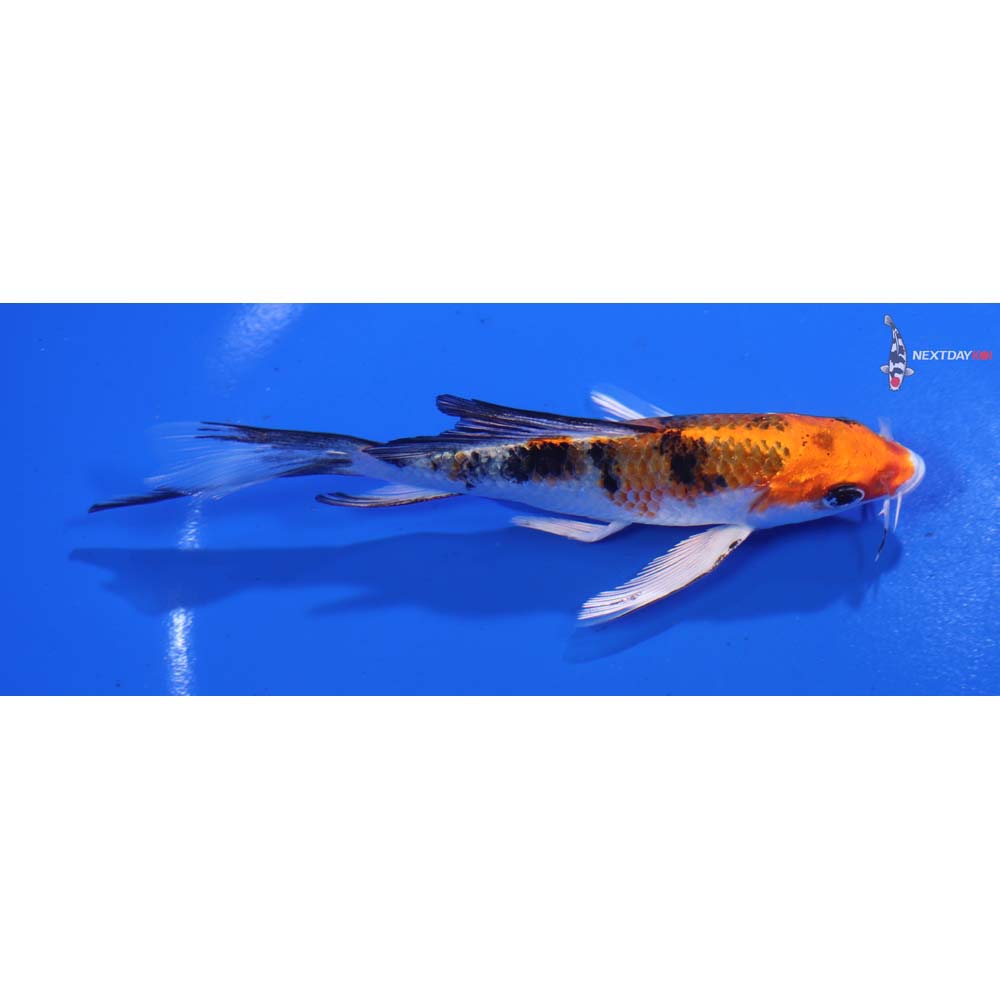5” Imported Yamato Nishiki Butterfly Koi