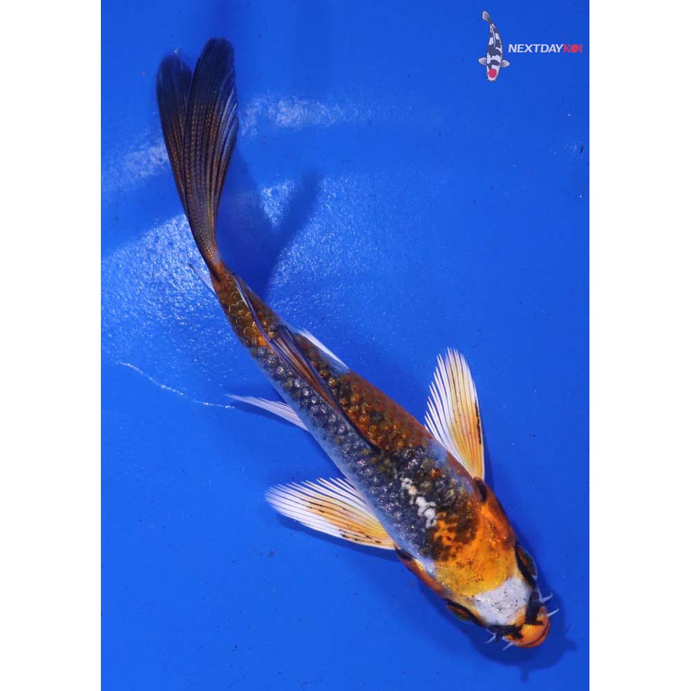 4” Imported Kujaku Butterfly Koi