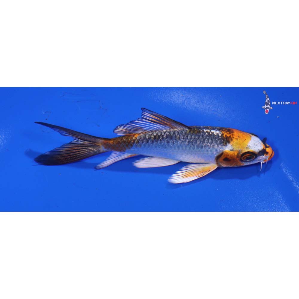 4” Imported Kujaku Butterfly Koi