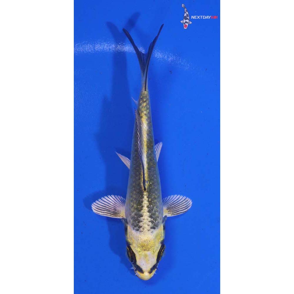 4” Imported Kujaku