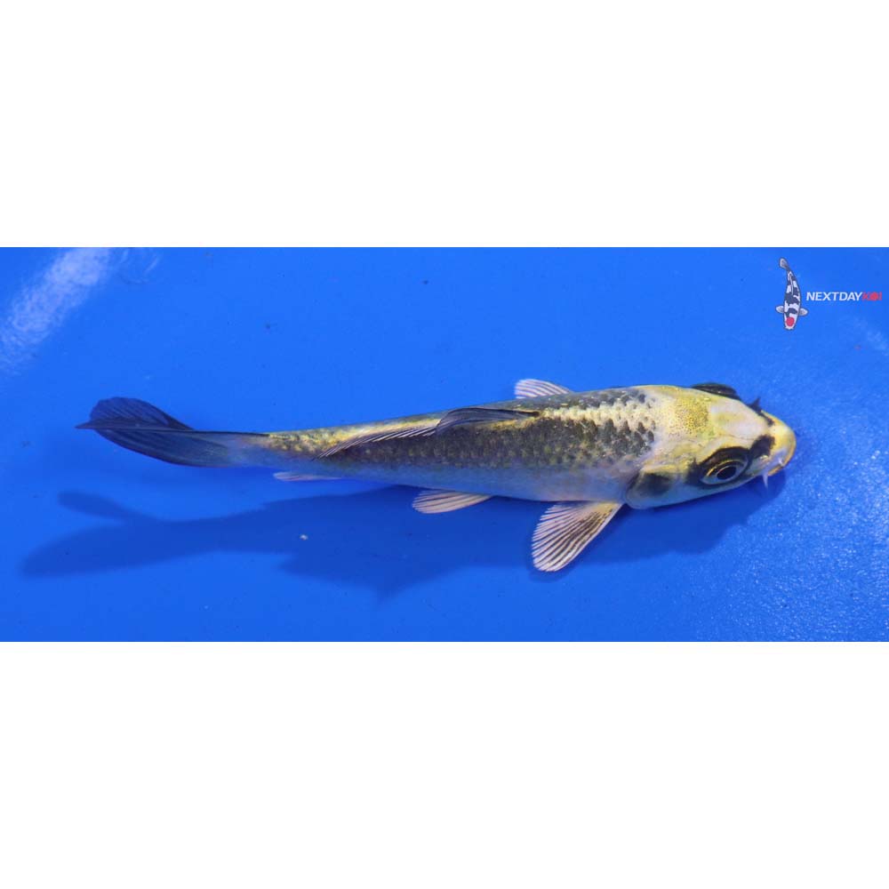 4” Imported Kujaku