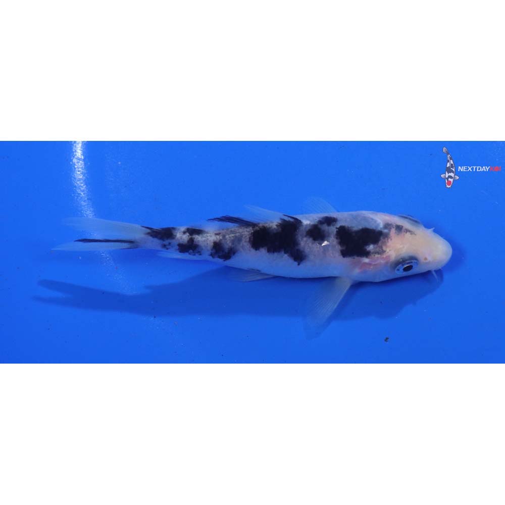 3.5” Imported Shiro Bekko