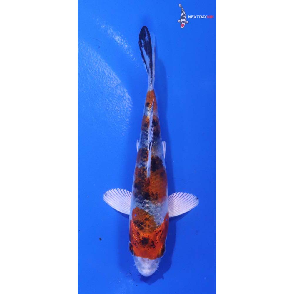 4” Imported Yamato Nishiki