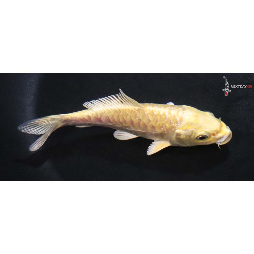 4” Imported Armor Scaled Yamabuki Ogon