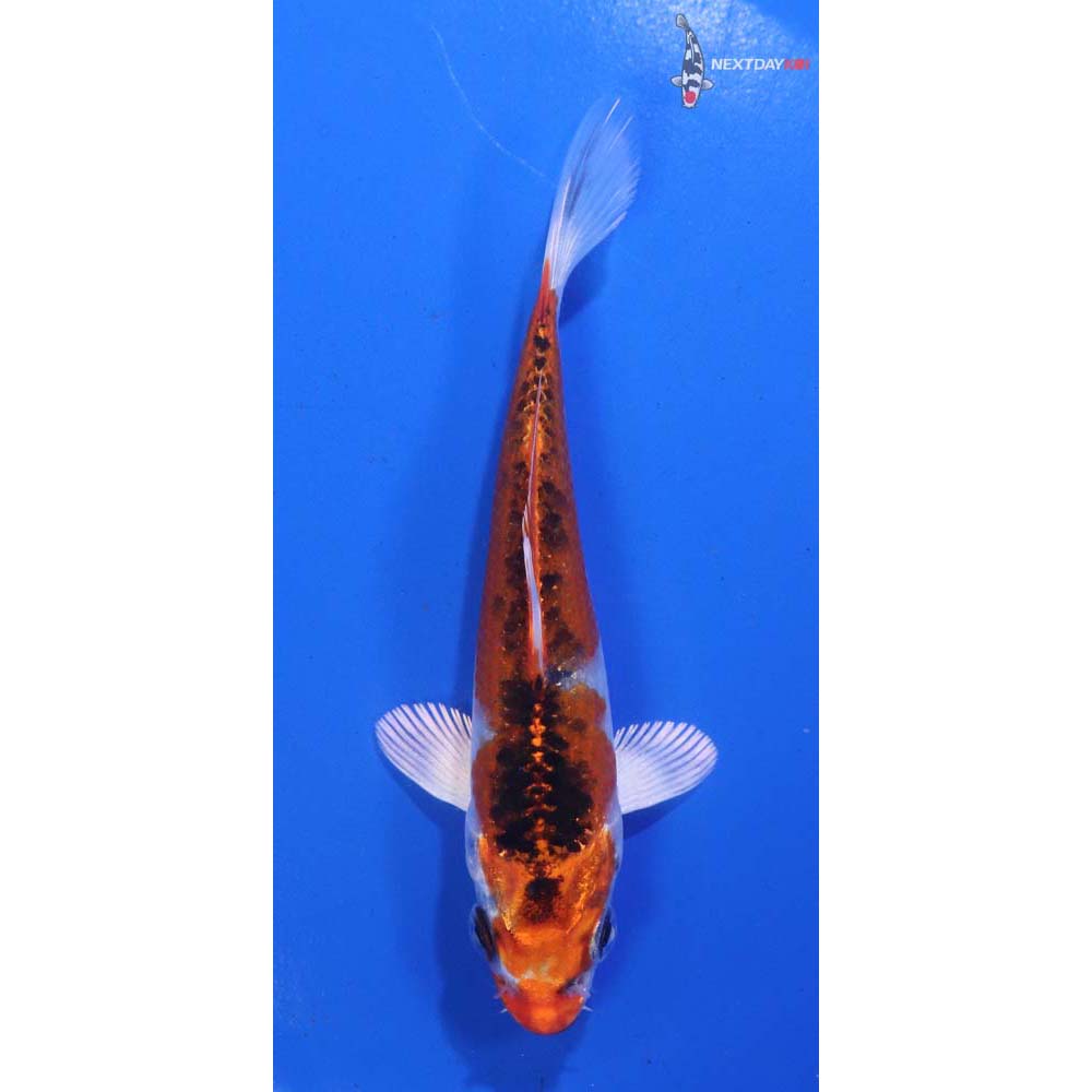 4.5” Imported Kujaku