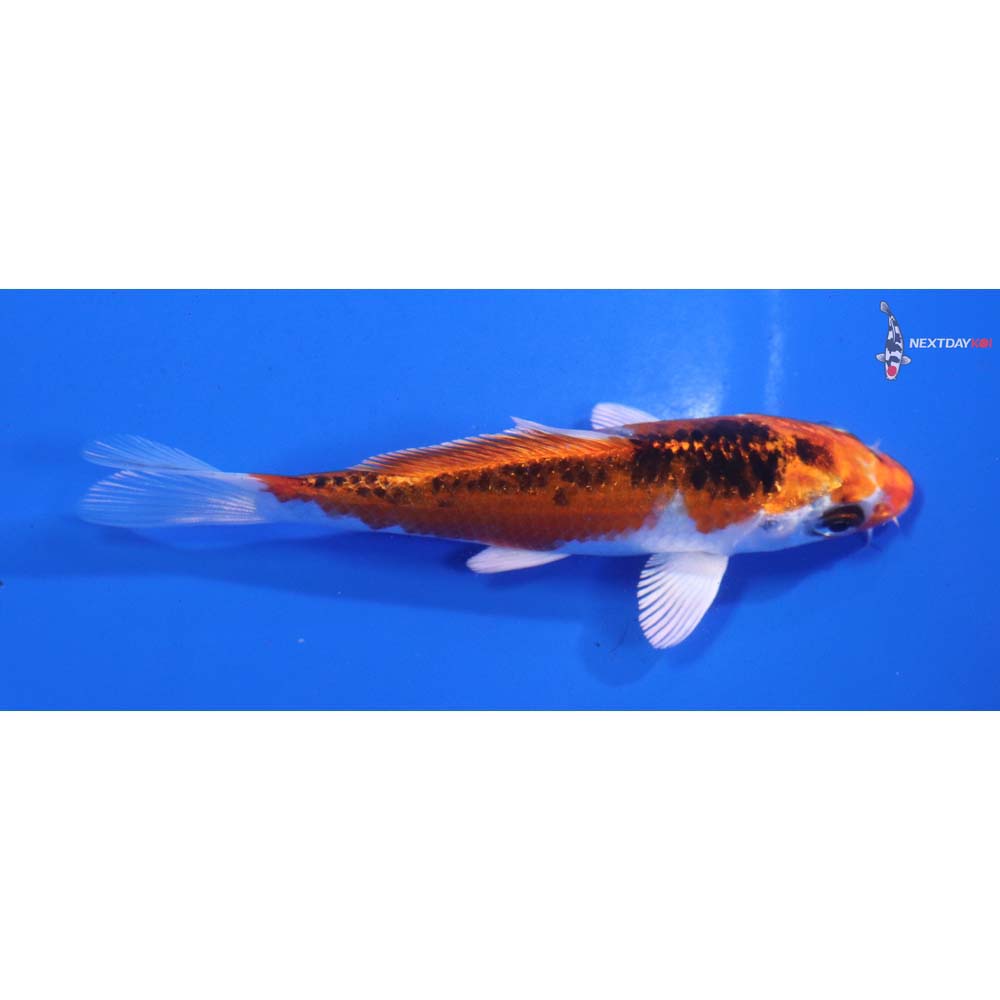 4.5” Imported Kujaku