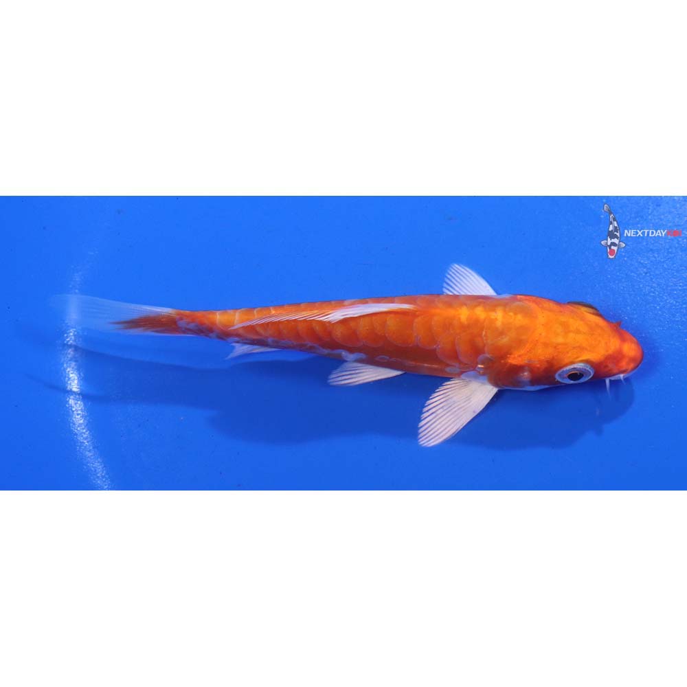 4.5” Imported Kikusui