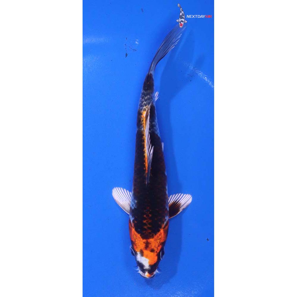 5” Imported Kujaku