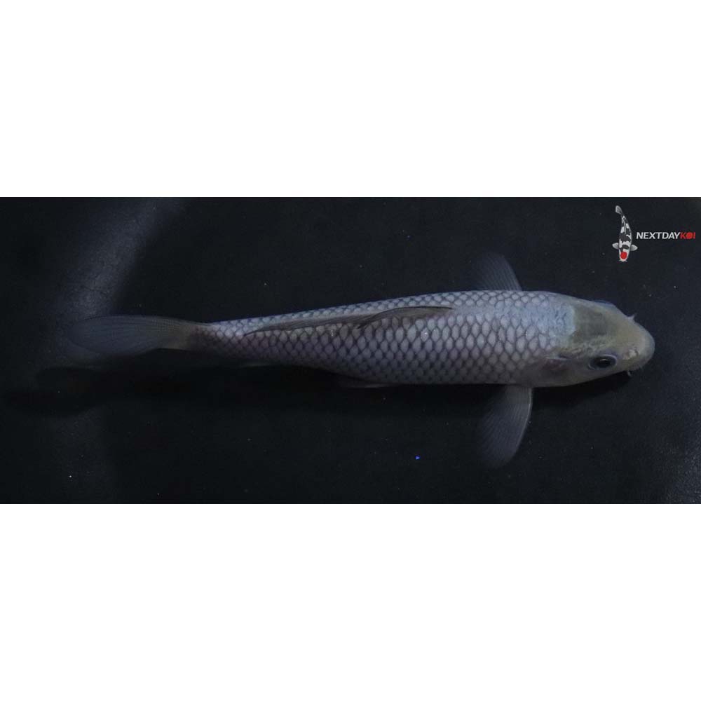 5” Imported Soragoi