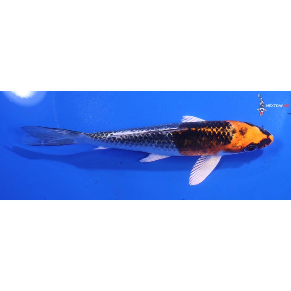 5.5” Imported Kujaku