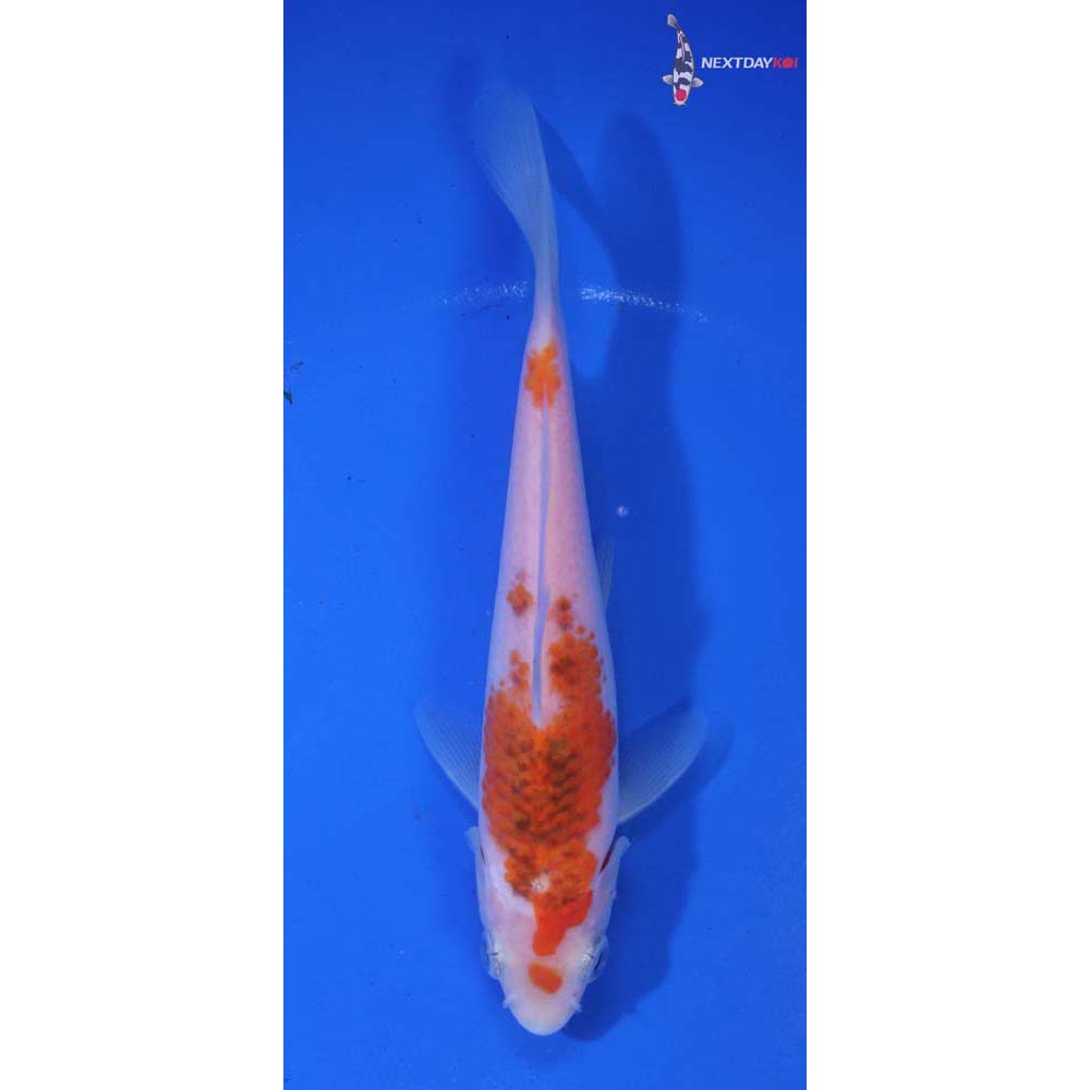 5.5” Imported Goromo