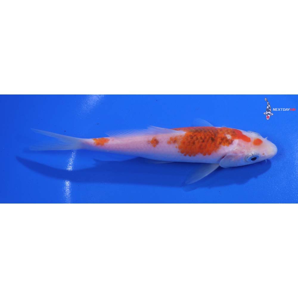 5.5” Imported Goromo