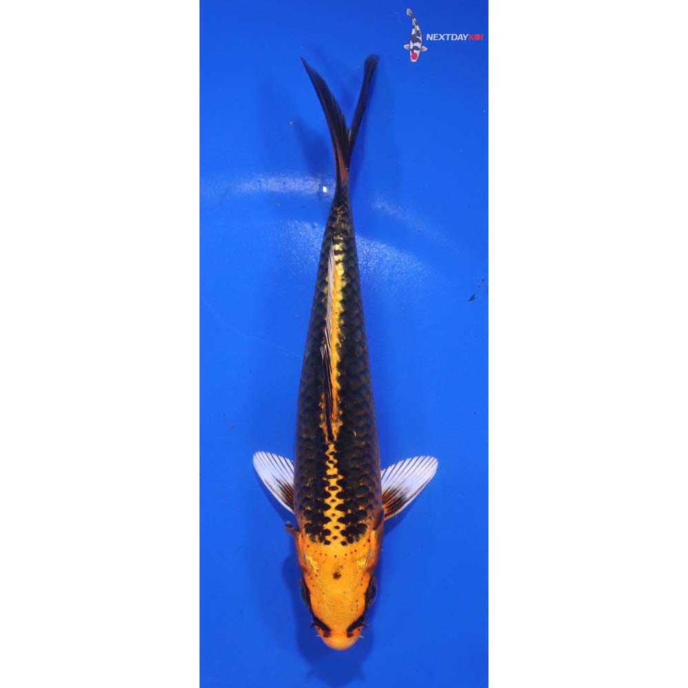 5.5” Imported Orenji Matsuba