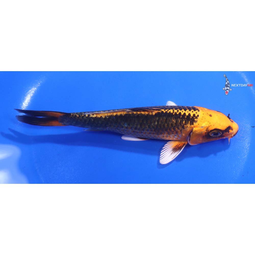 5.5” Imported Orenji Matsuba