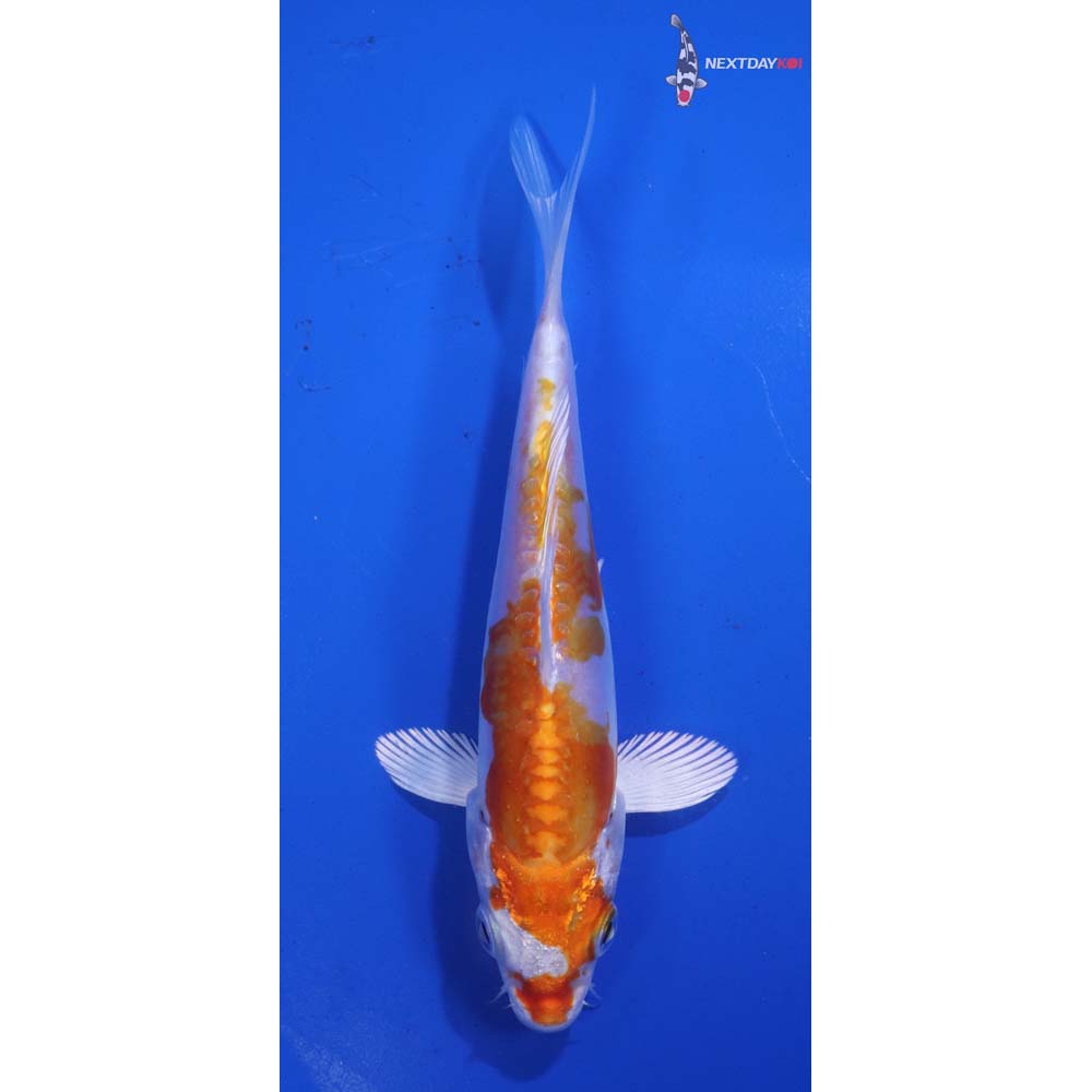 5” Imported Kikusui