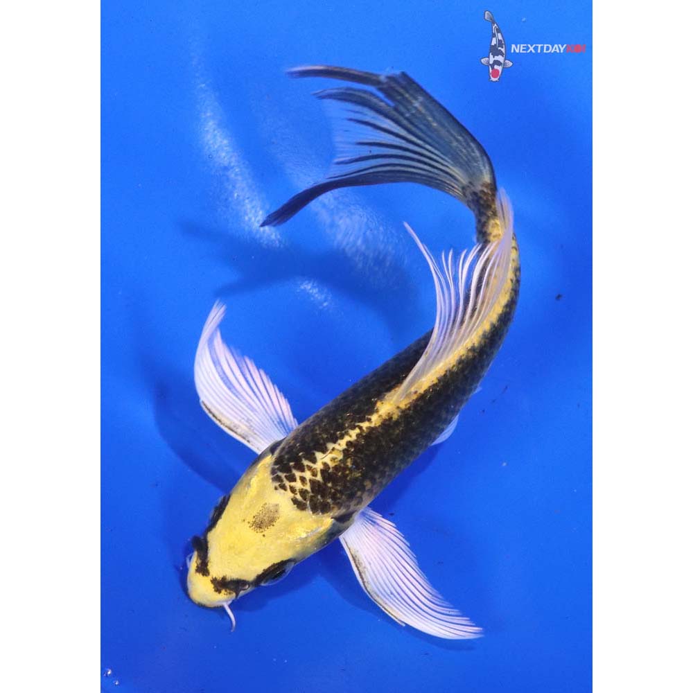 5” Imported Kujaku Butterfly Koi